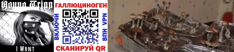 Галлюциногенные грибы ЛСД  Купить закладки  Мариинский Посад 